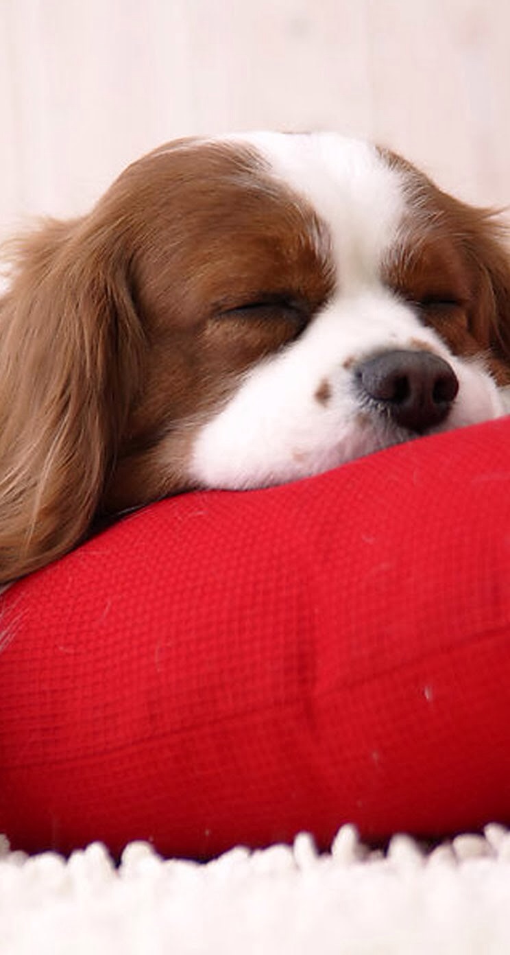 唯美1080×1920P高清壁纸锁屏画面待机背景图！请在wifi环境查看