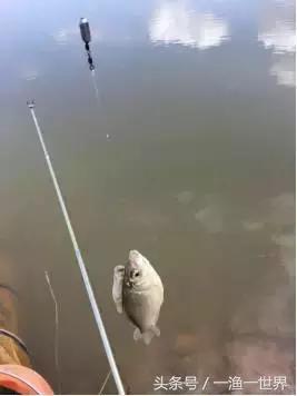 钓鱼人最爱的野钓收获,钓鱼人最喜欢钓啥