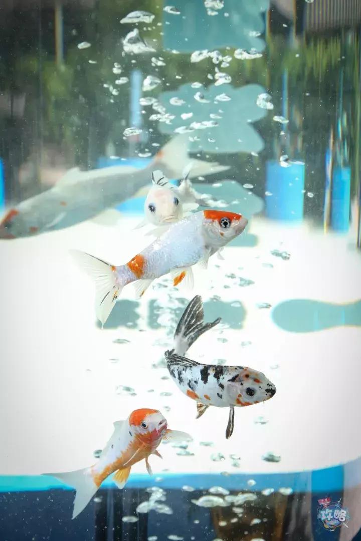 广州动物园的地图,广州动物园下一站去哪里