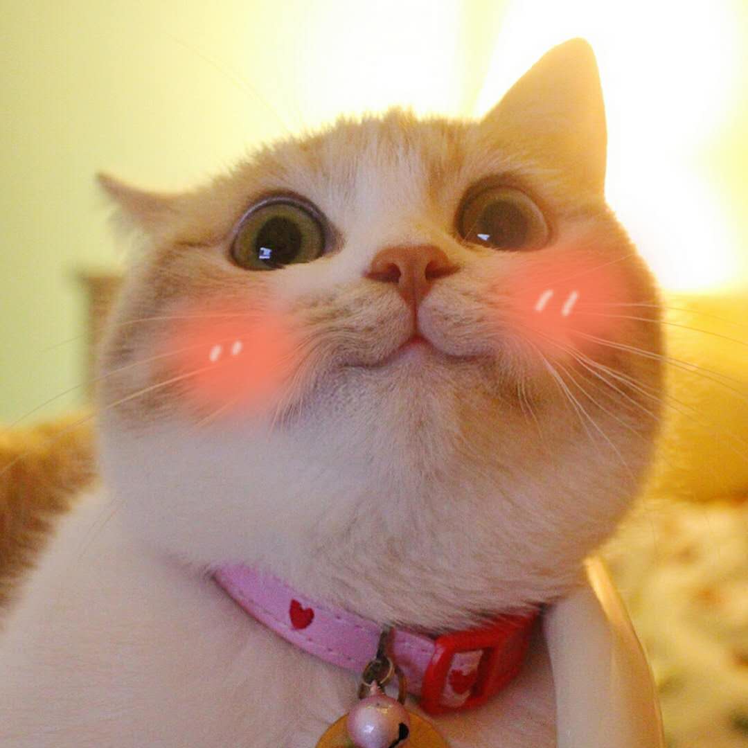 相信大家都看过这个猫的表情包,原来这些表情包是真实存在的猫咪