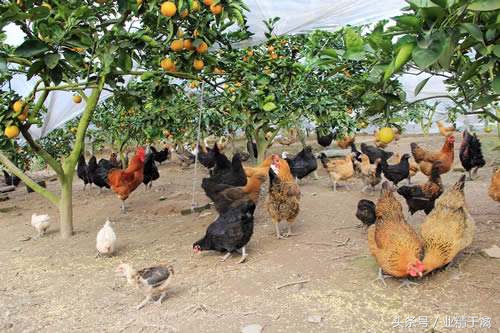 卖土鸡的最佳方法,土鸡销路妙招