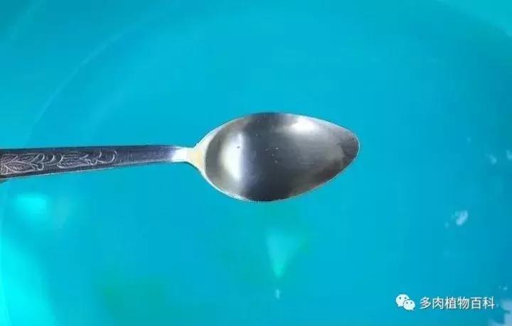 怎么防治多肉病虫害,多肉植物怎么预防白化病