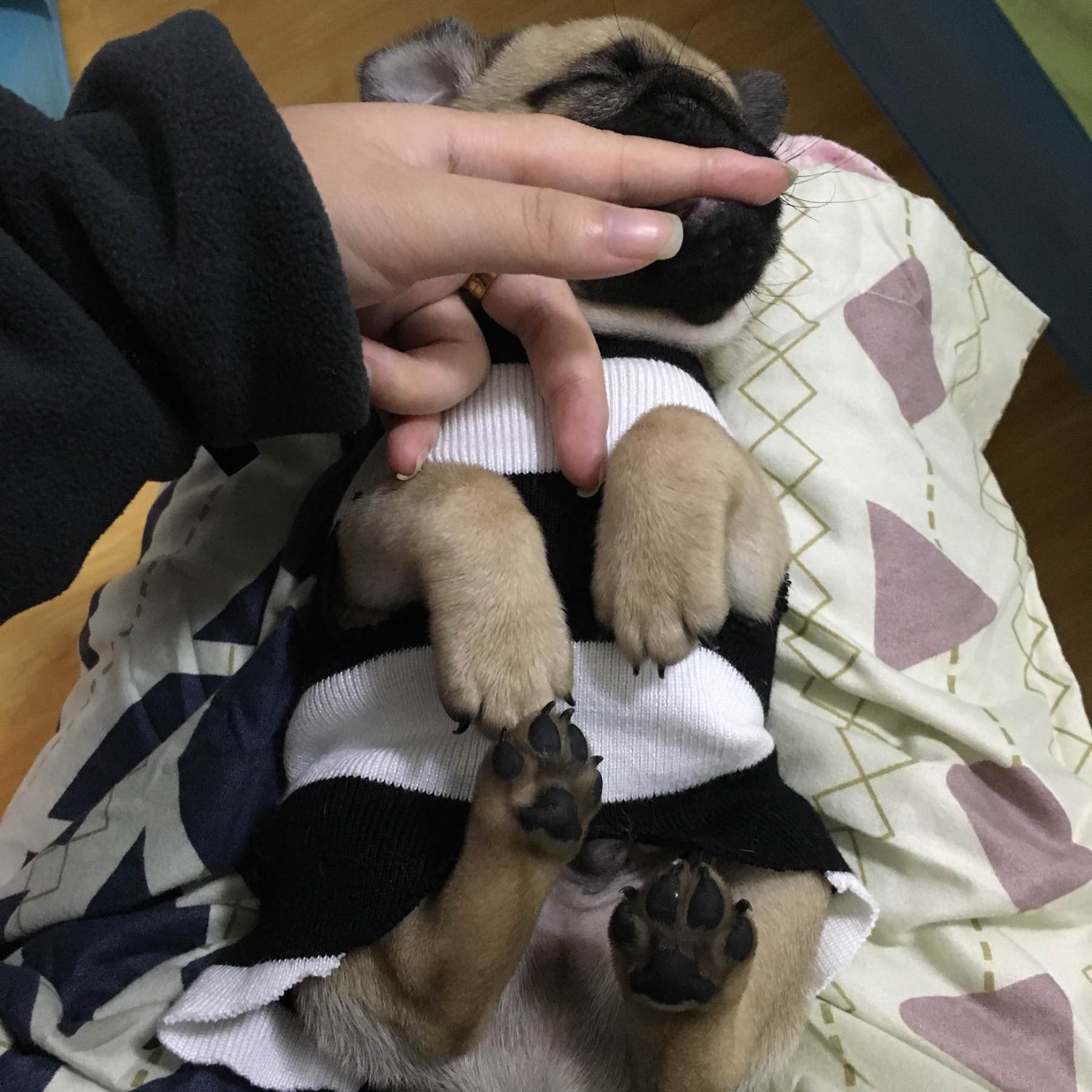 去宠物店买一只小狗狗,去宠物店买一只拉布拉多