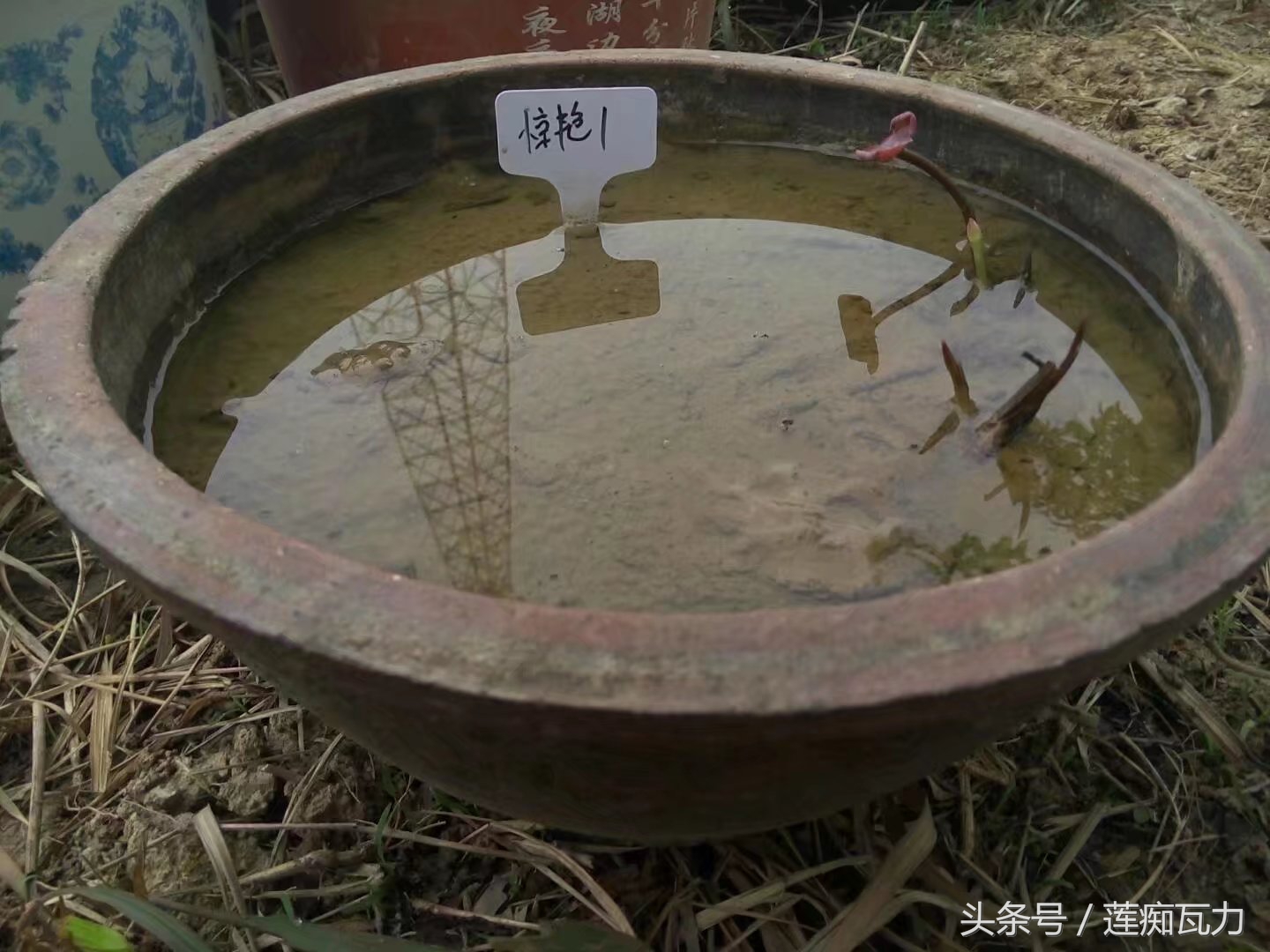 碗莲种植三大坑,碗莲种植记录和图片