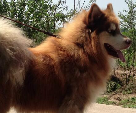 阿拉斯加幼犬和哈士奇幼犬区别,如何挑选阿拉斯加幼犬