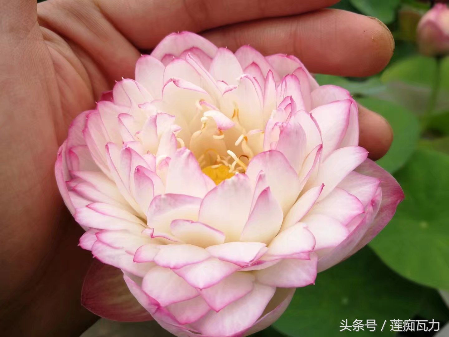 碗莲种植三大坑,碗莲种植记录和图片