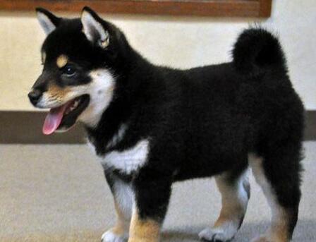 挑选柴犬幼犬的技巧,怎么挑选柴犬幼崽