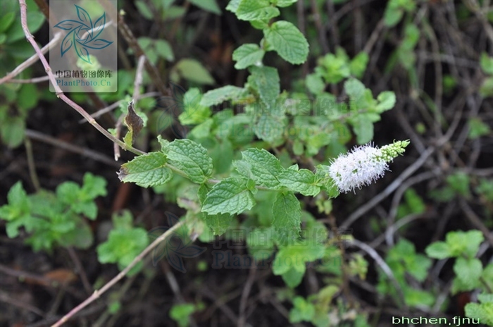 大叶留兰香薄荷都可以吃吗,吃薄荷会闻不到刺鼻的气味吗