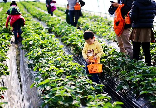 经营农庄的十个大坑,农庄生意惨淡怎么办