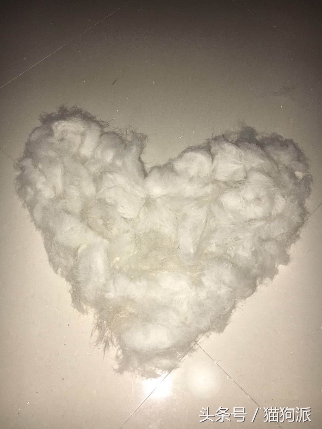 猫咪掉毛严重秃了好几块怎么办,猫咪掉毛很严重补充什么维生素