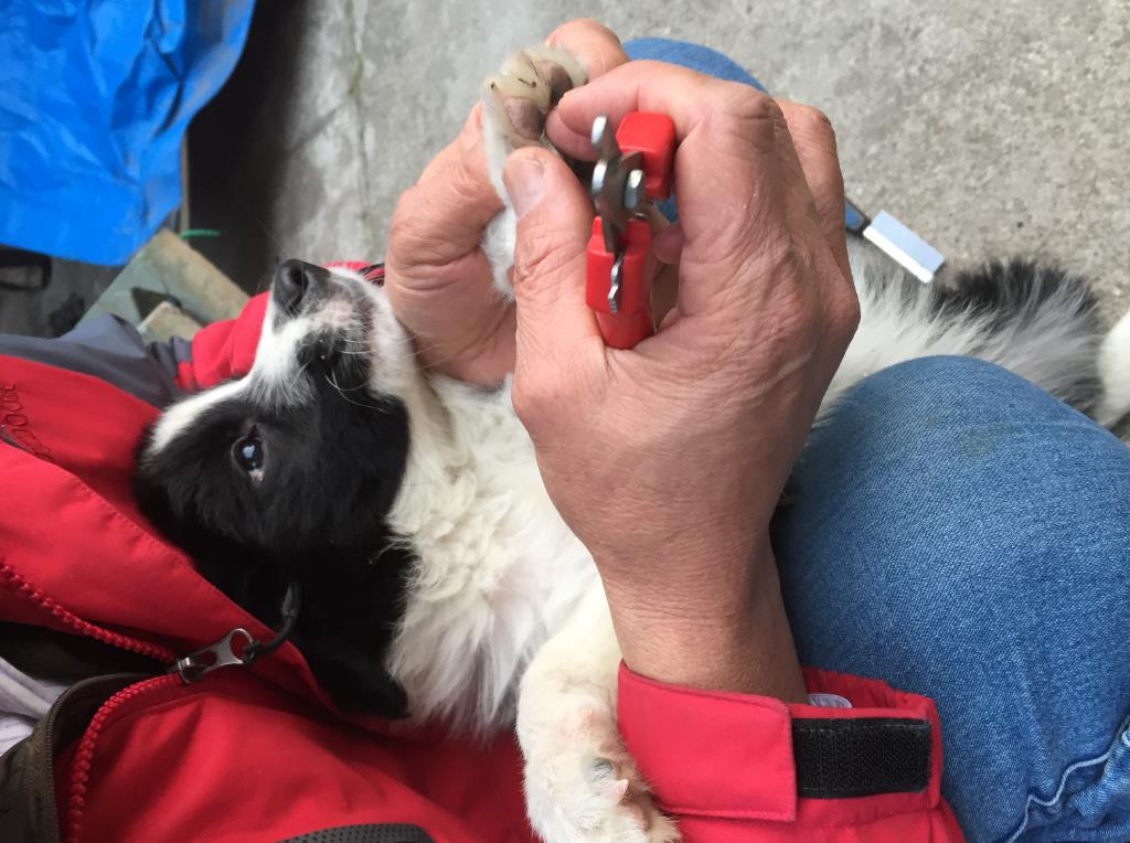 一个月狗狗剪指甲正确方法,养狗妙招大全