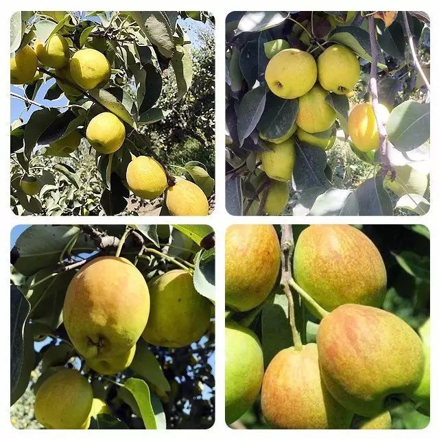 *疆新**库尔勒香梨：秋日滋阴去燥的宠儿