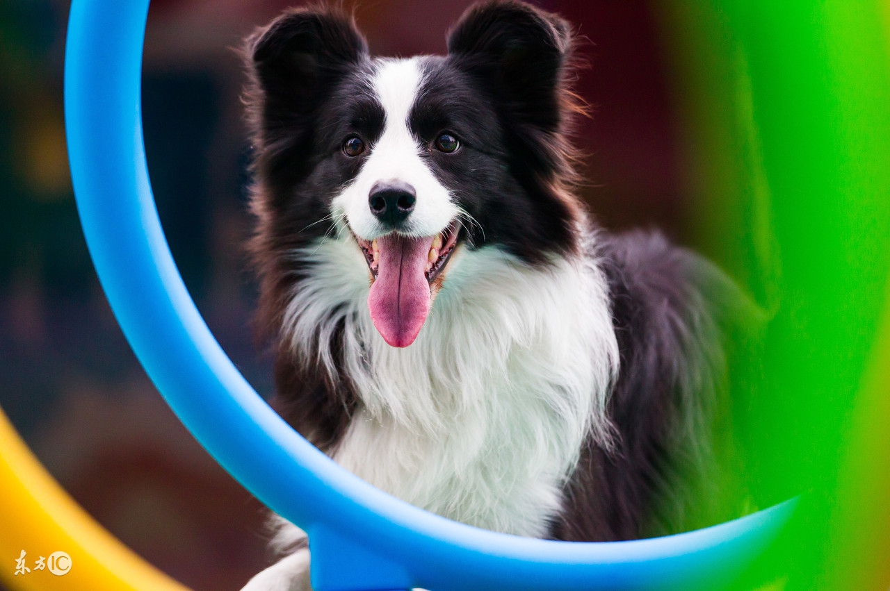 迷你贵宾狗狗拉肚子吃啥食物,小笨狗幼犬拉稀怎么办