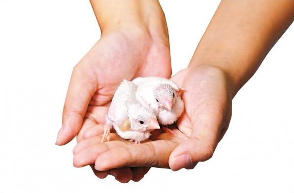 幼鸟喂养方法没有奶粉,幼鸟如何饲养