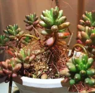 多肉生病了怎么治疗,多肉反复生病怎么治