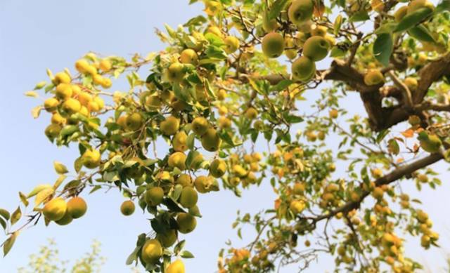 *疆新**库尔勒香梨：秋日滋阴去燥的宠儿
