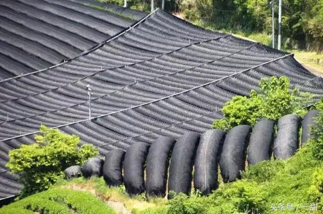抹茶粉是绿茶做的,抹茶粉用哪种绿茶做