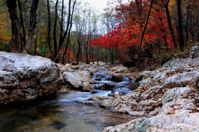 新鲜出炉~赏枫HOT！百名摄影家齐聚庄河天门山