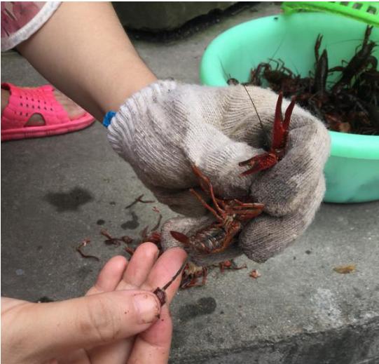 虾的10种最佳吃法怎么做好吃,虾的10种最佳吃法最简单的做法