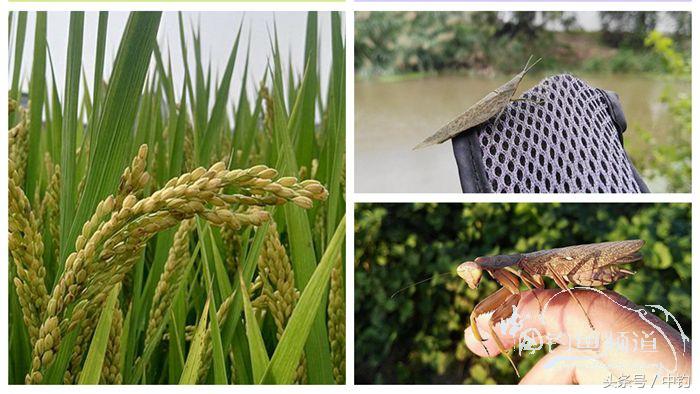 钓鱼之西部风情