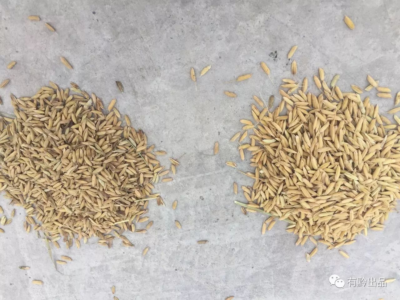 贵州种田生活视频,贵州辛苦农民