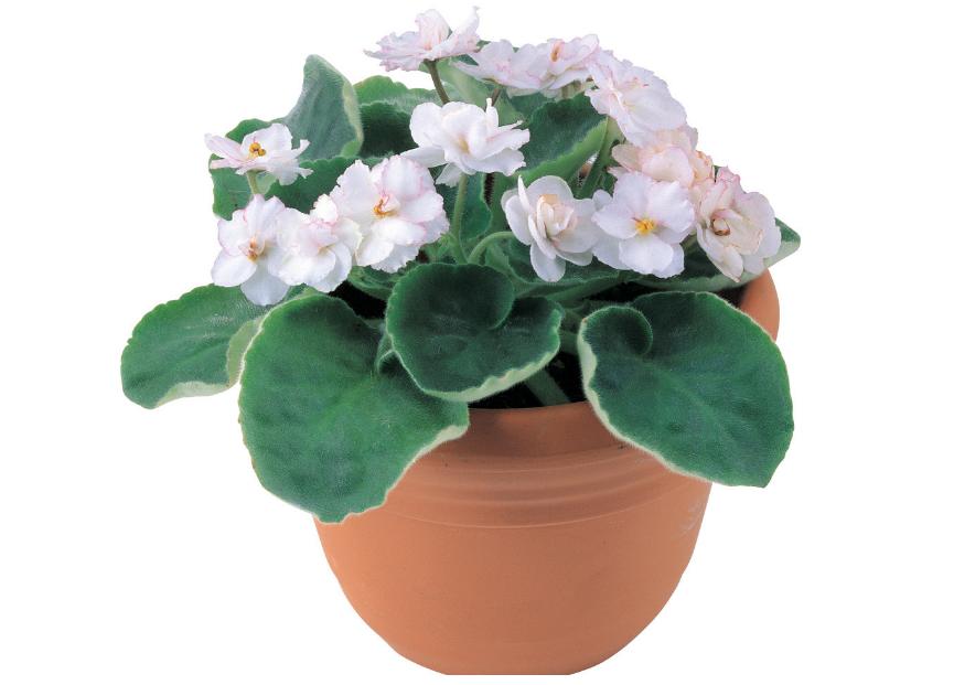 紫罗兰花草作用及功效与禁忌,紫罗兰花卉怎样养护和管理