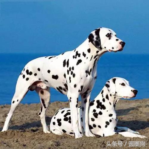 大麦町犬属于中型犬还是大型犬,斑点狗大麦町犬为什么禁养