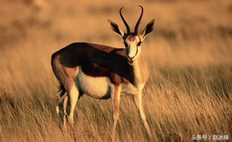 迅雷股票上涨,迅雷股票涨势