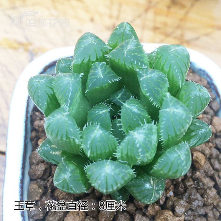 十二卷为什么越养越害怕,十二卷养好了很难烂根