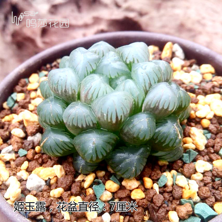 十二卷为什么越养越害怕,十二卷养好了很难烂根