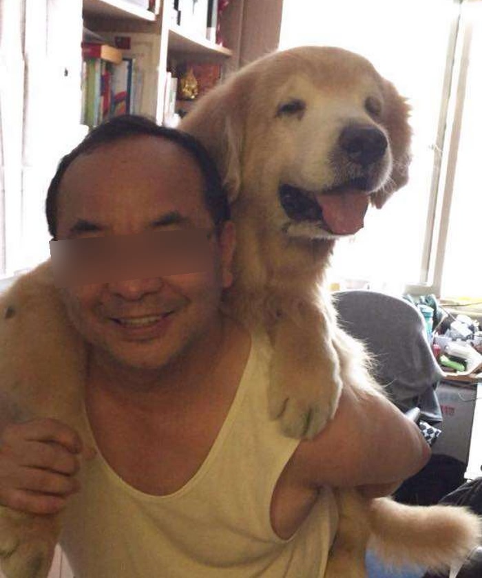 养了1年的金毛走丢了,养了几年的狗狗老了白天不见