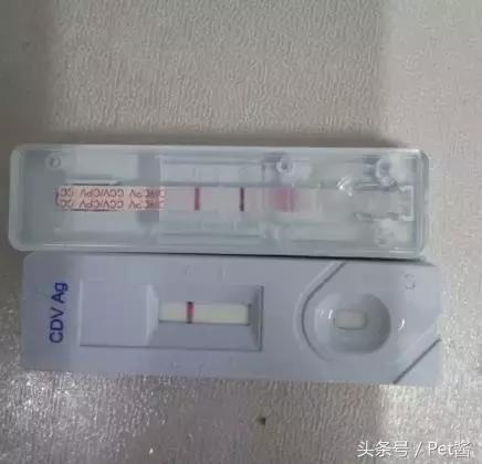 领养的狗狗患上细小，家里拿不出这么多治疗费，网友求助该怎么办