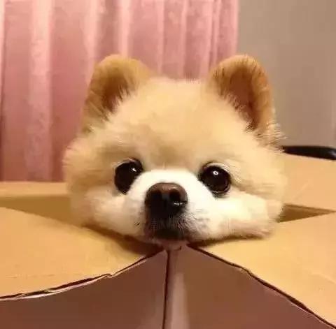 怎么哄三个月的俊介犬快速睡觉,俊介犬的智商相当于人的几岁