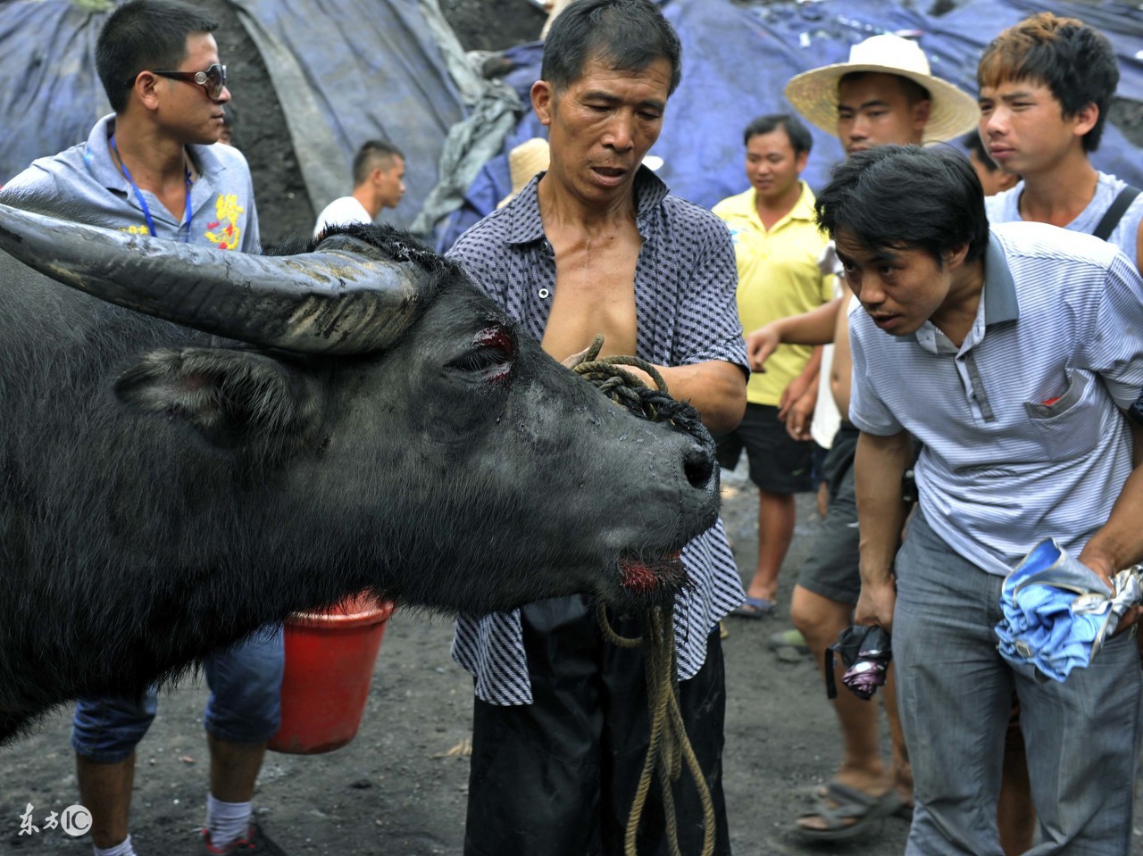 三都县牛王是怎么选出的，苗族老爹给出了答案