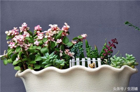 烂根怎么补救,烂根最佳补救方法