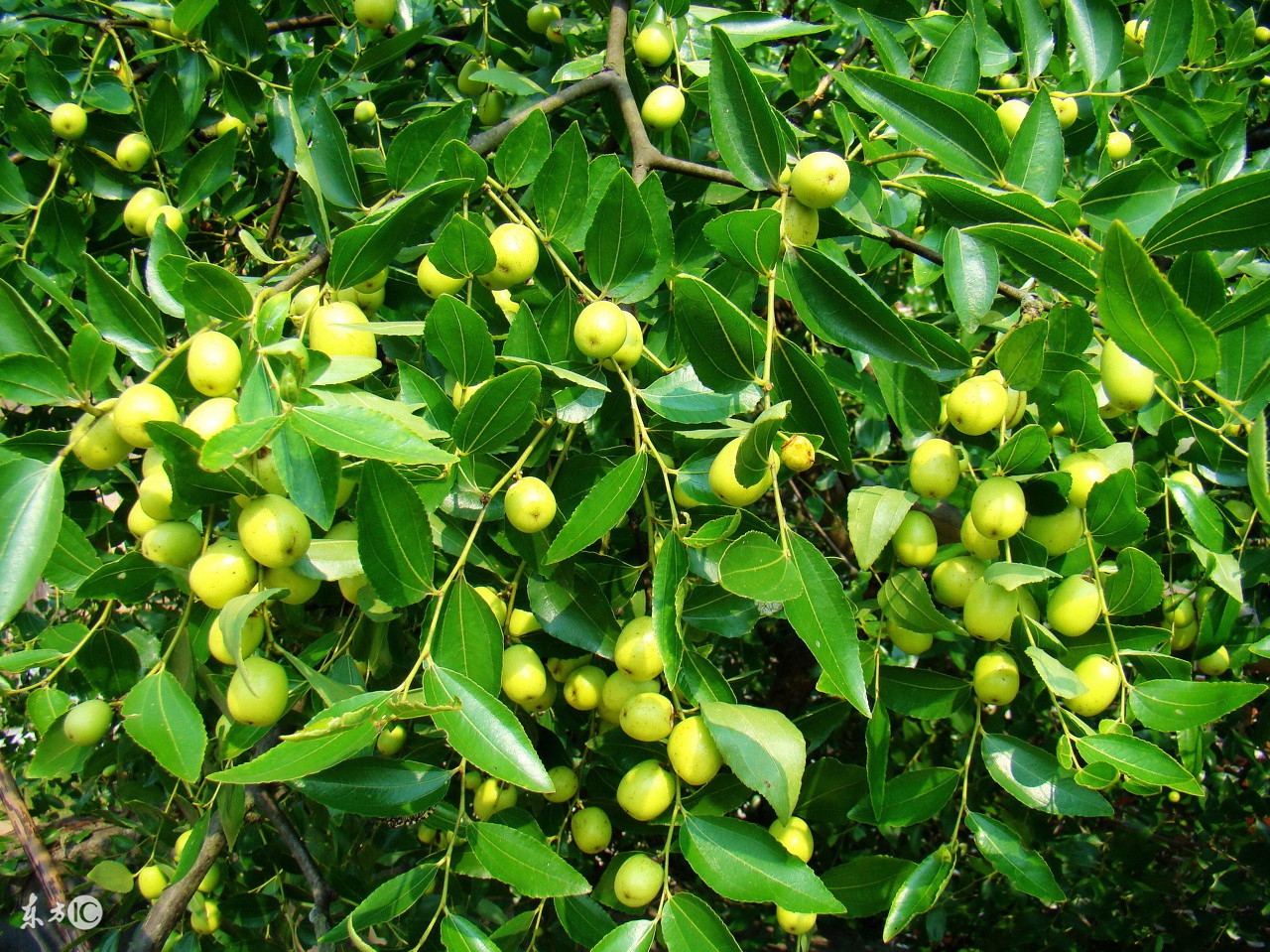 枣树栽培技术枣的生长结果习性