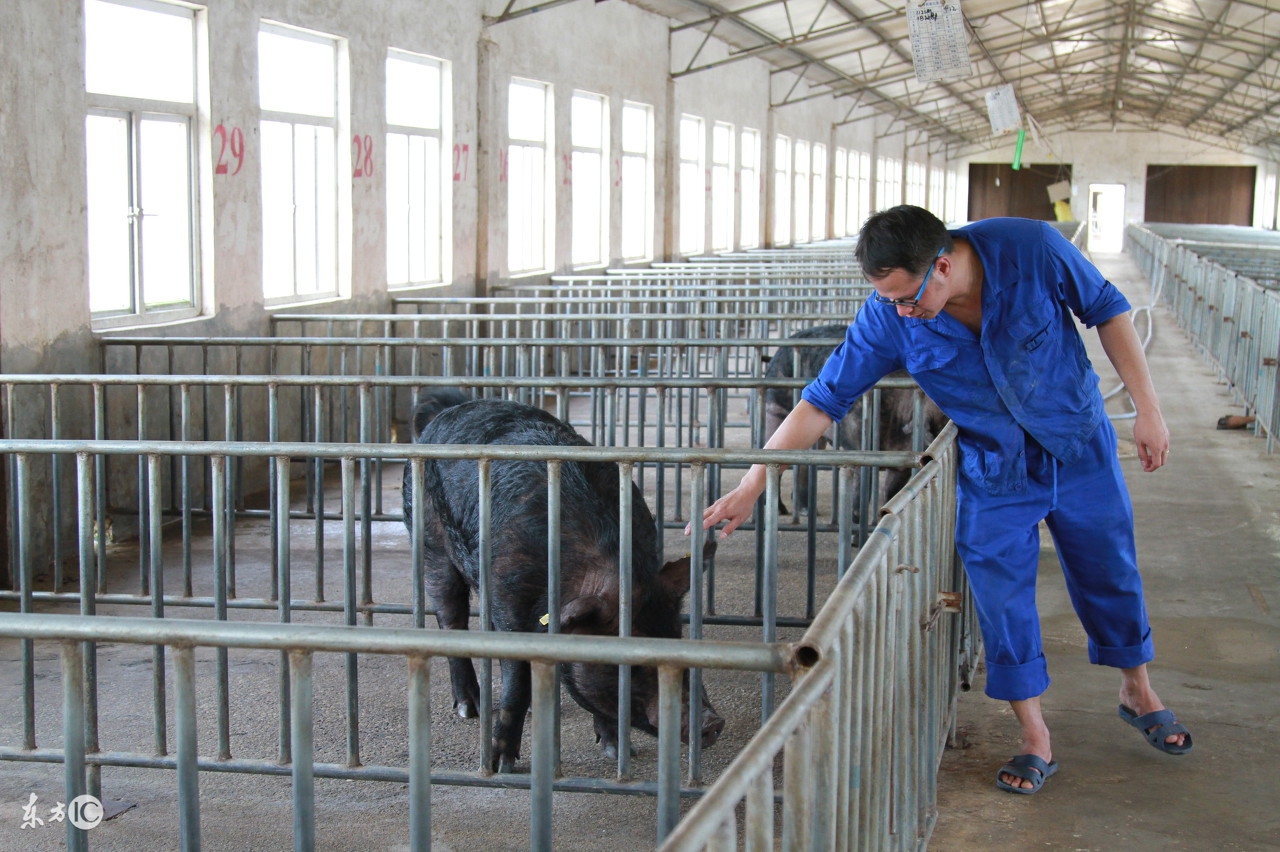 比较专业的《配种作业指导书》，非常适合养猪初学者学习！