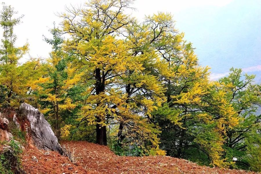 北方已经初冬了，贵州的这些地方秋意正浓，现在去正当时！