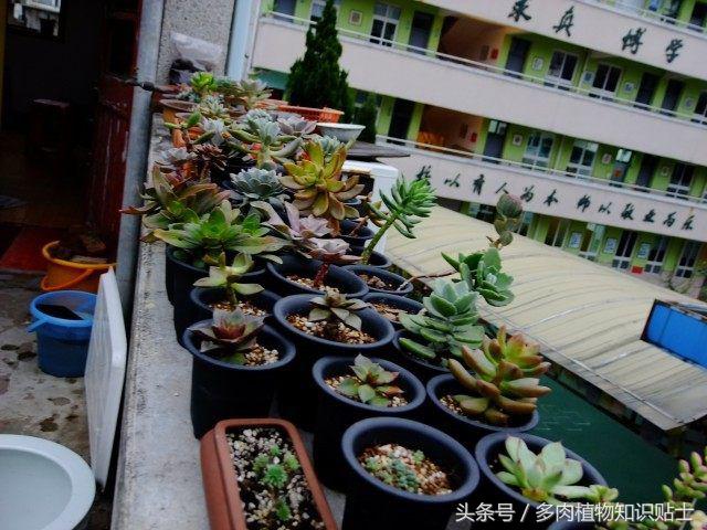 度夏多肉怎么保养,度夏简单的多肉