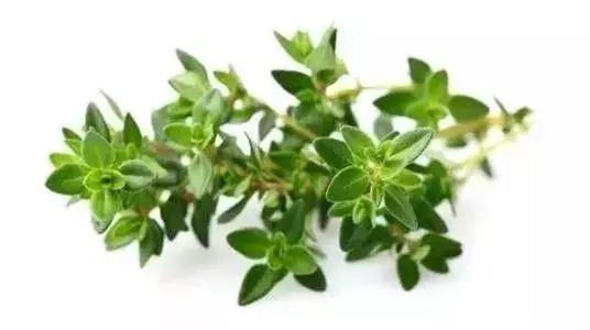 成分分析技术文丨居家杀菌消毒该用什么精油