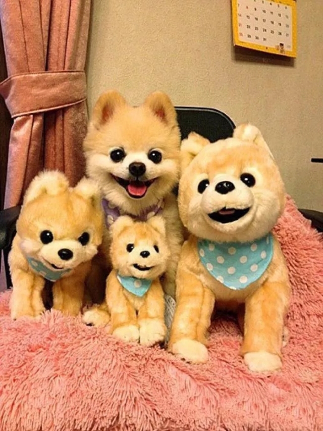 为什么不建议养俊介,为什么没人养俊介犬