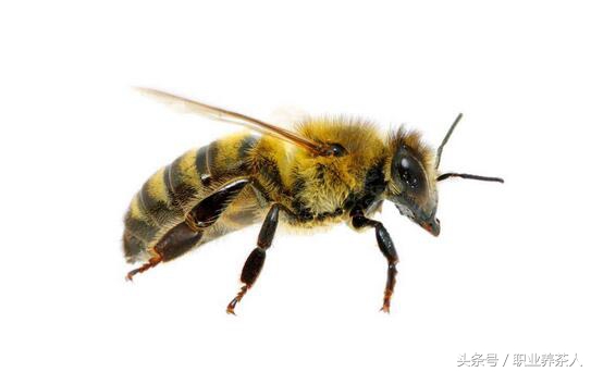 一起认识蜜蜂等昆虫动物,蜜蜂属于什么种类的昆虫