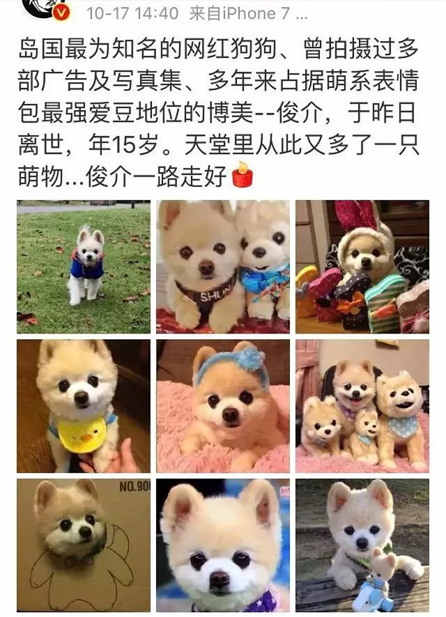 为什么不建议养俊介,为什么没人养俊介犬