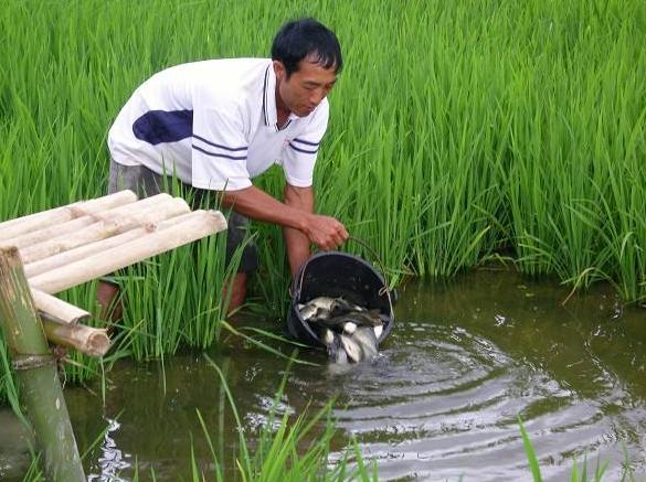 亩产6000元的养鱼模式,养什么最赚钱又好养鱼