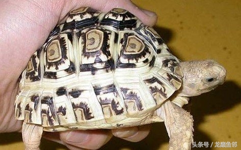 斑点池龟红脖子病,龟腐甲病最有效方法