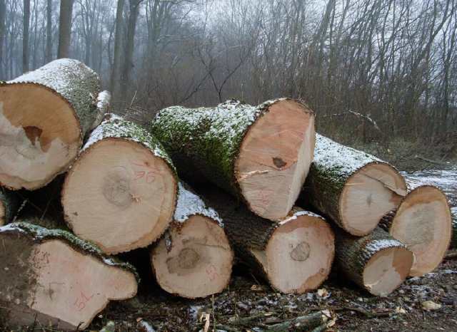 白蜡木和白橡木哪个做家具好一些,白蜡木与红橡哪个比较好