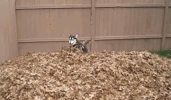 亚马逊德国东西比较便宜,亚马逊德国海外购是正品吗