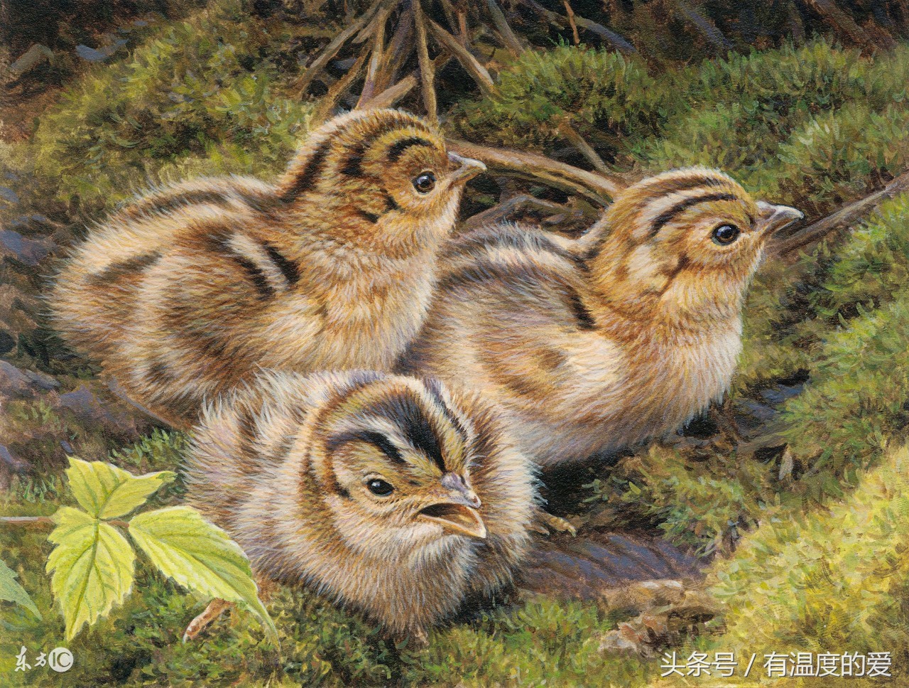 野鸡常见的育雏方式,野鸡刚孵出来要注意什么