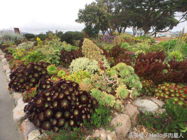 遇到多肉是我的幸运,我所遇见的多肉