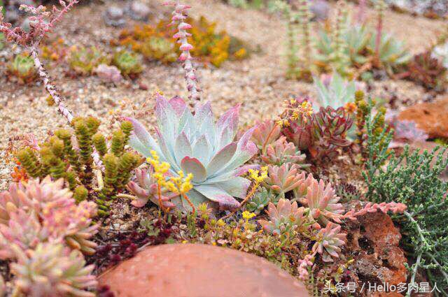 加州多肉,当花痴遇见多肉